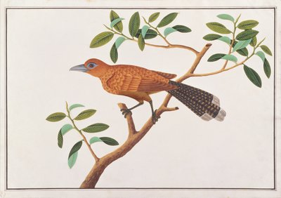 Raffles Malkoha, from Drawings of Birds from Malacca, c.1805-18 by Chinese School